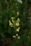 Linaria vulgaris RCP6-2014 123.JPG